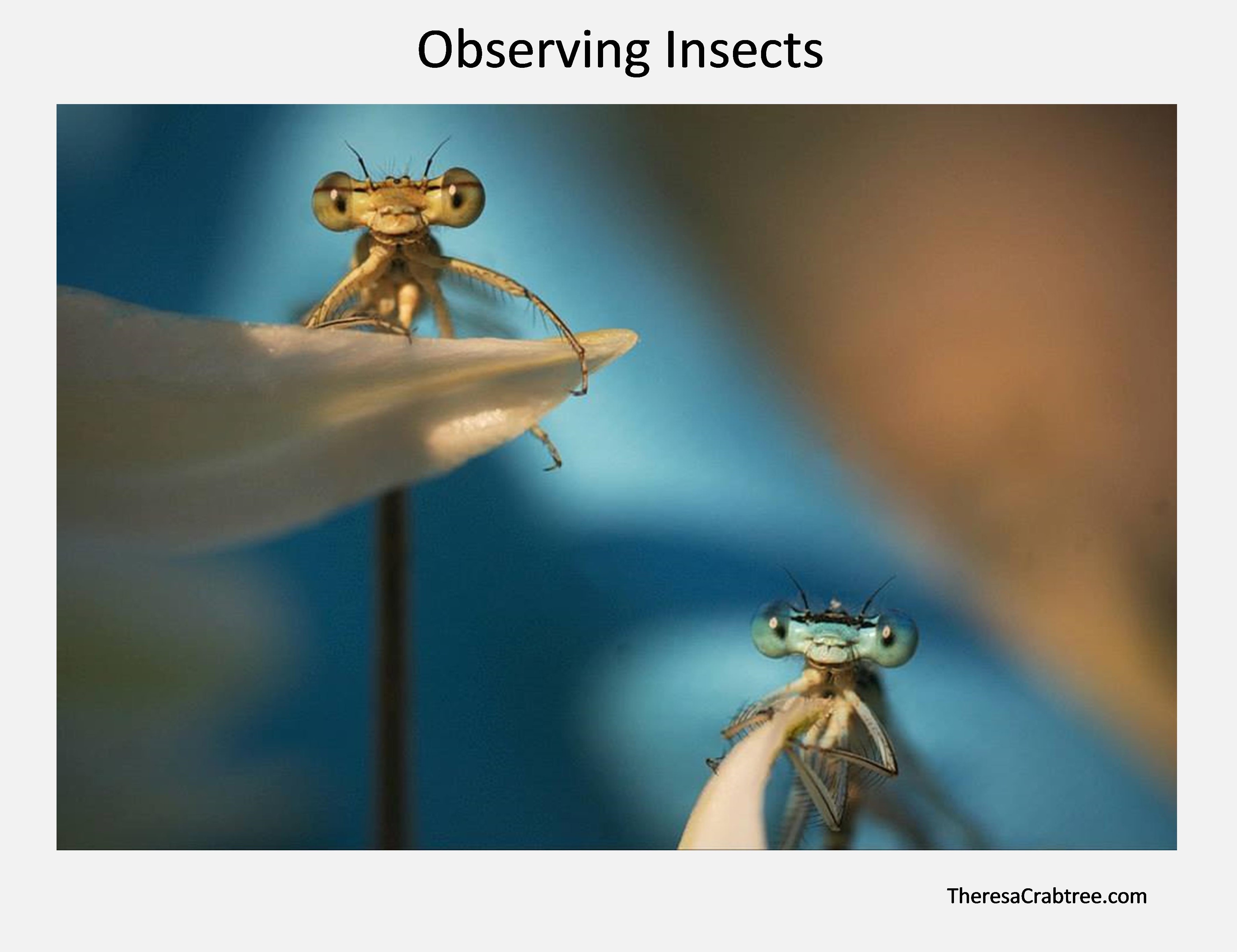 Read more about the article Observing Insects
