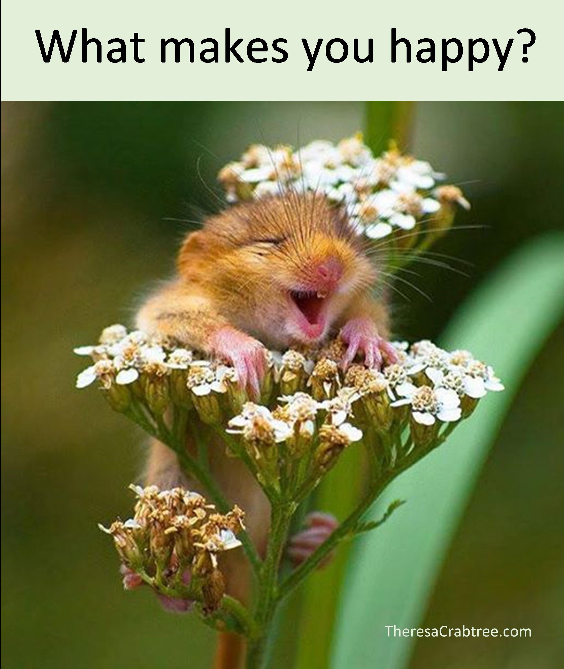 Read more about the article What makes you happy?