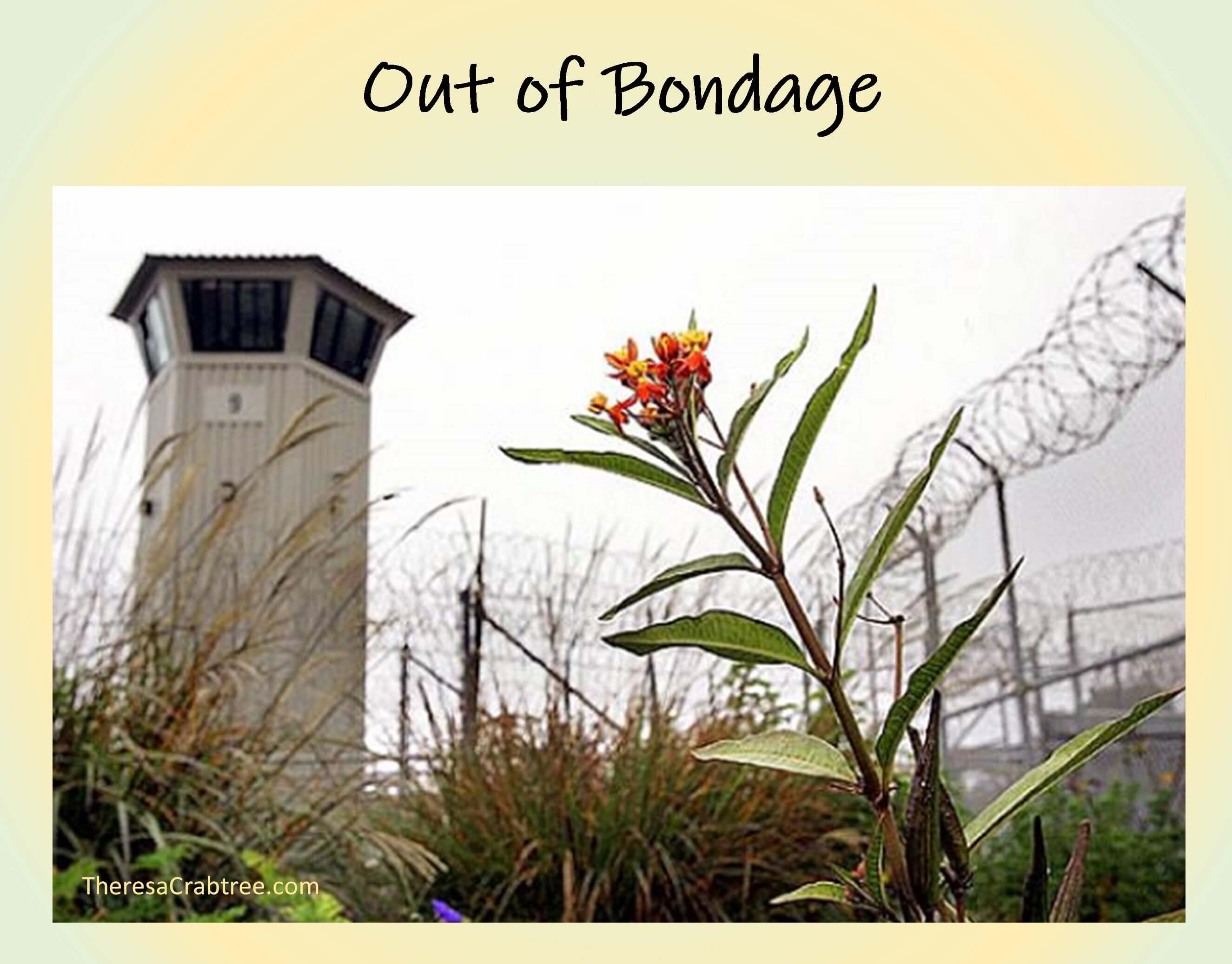 Read more about the article Out of Bondage