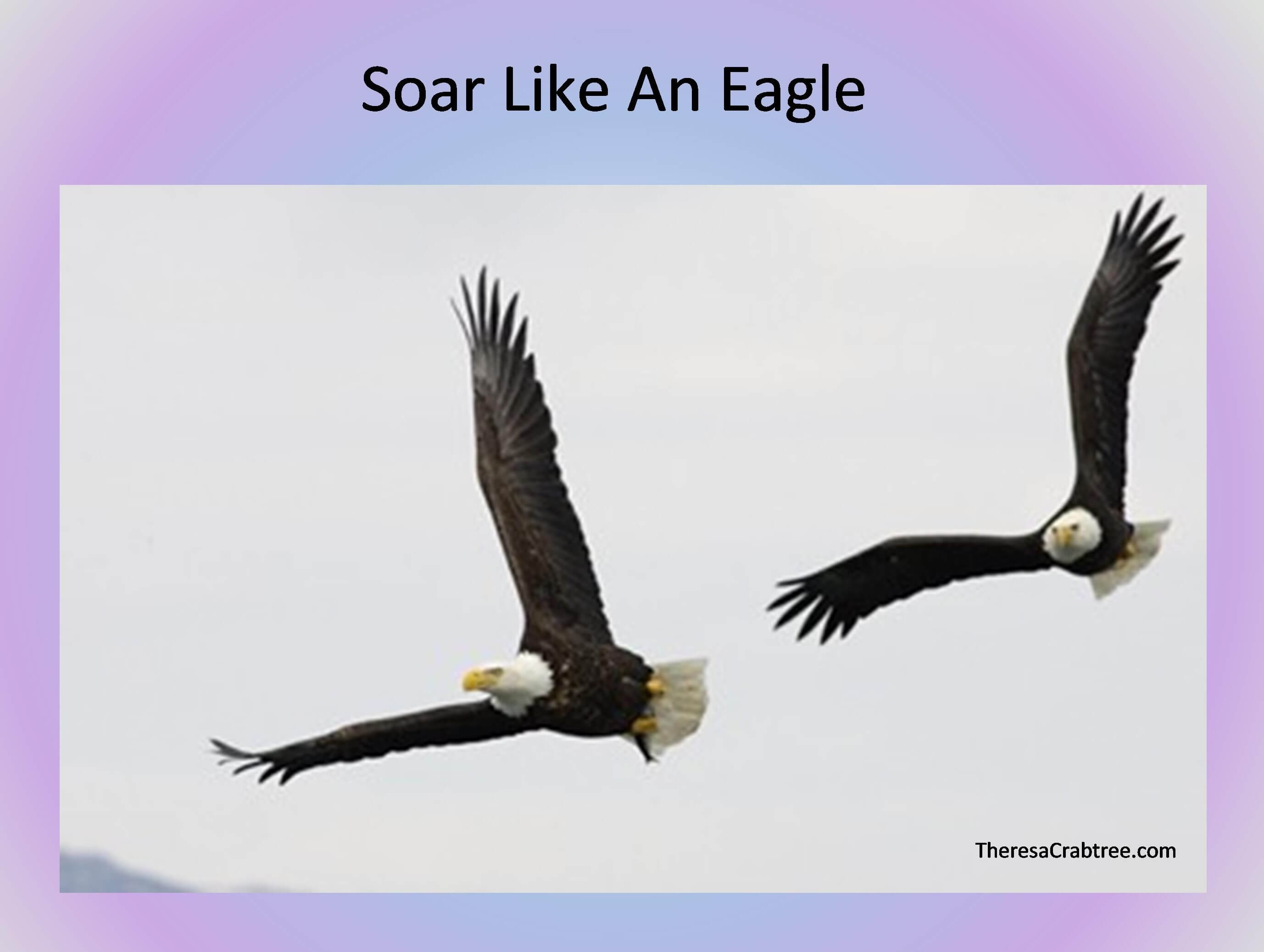 Read more about the article Soul Connection 19 ~ Soar Like an Eagle