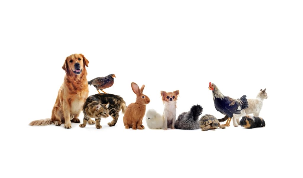 several pets posing in a row