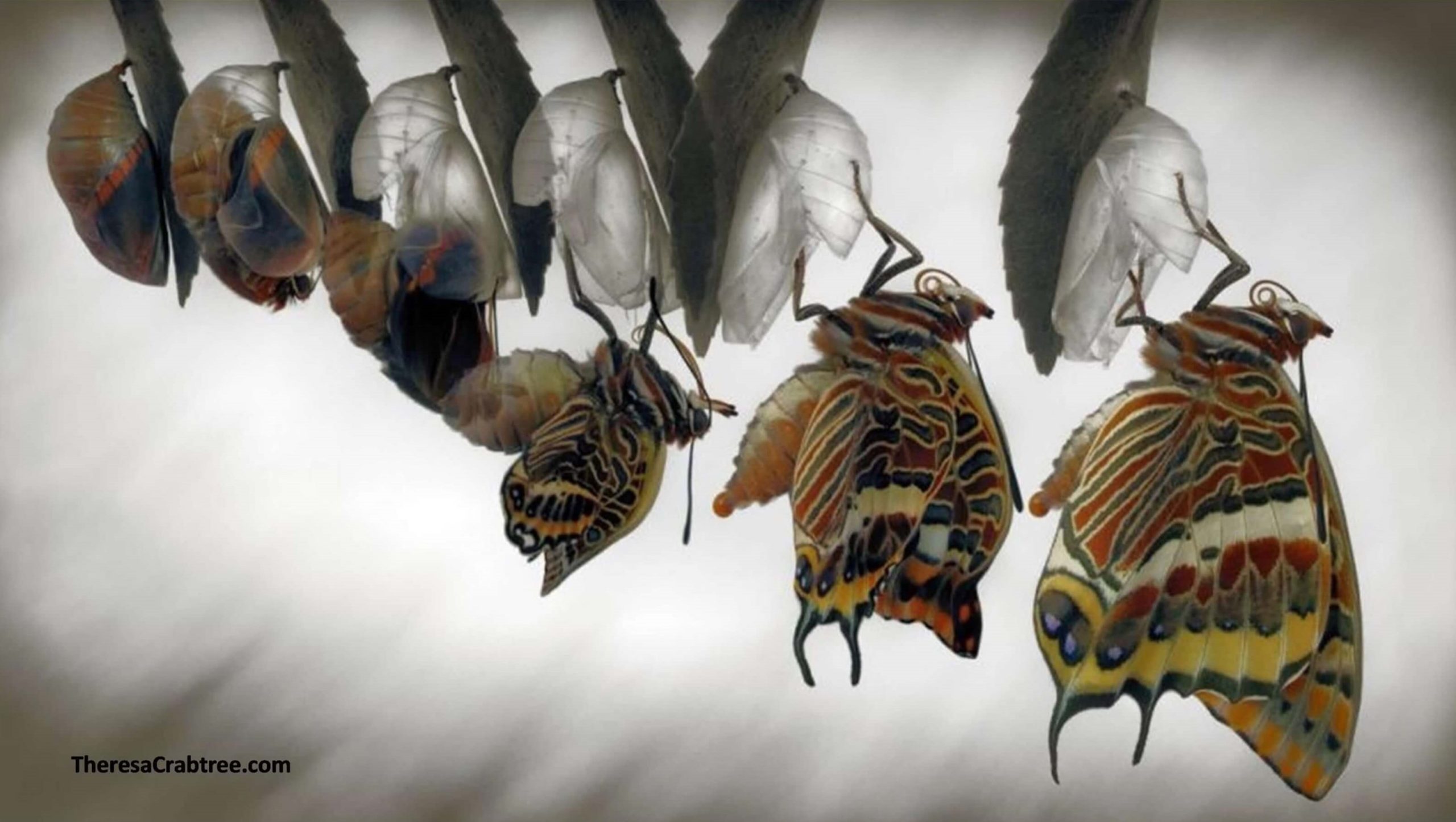 Read more about the article Transformation