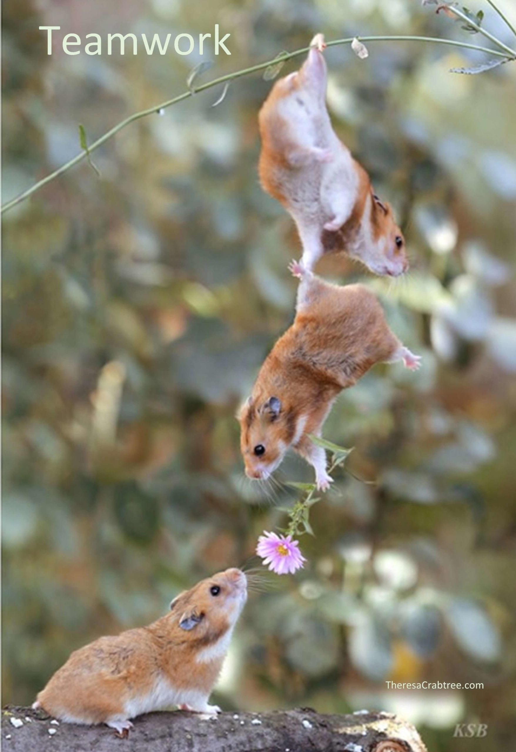 Read more about the article Teamwork