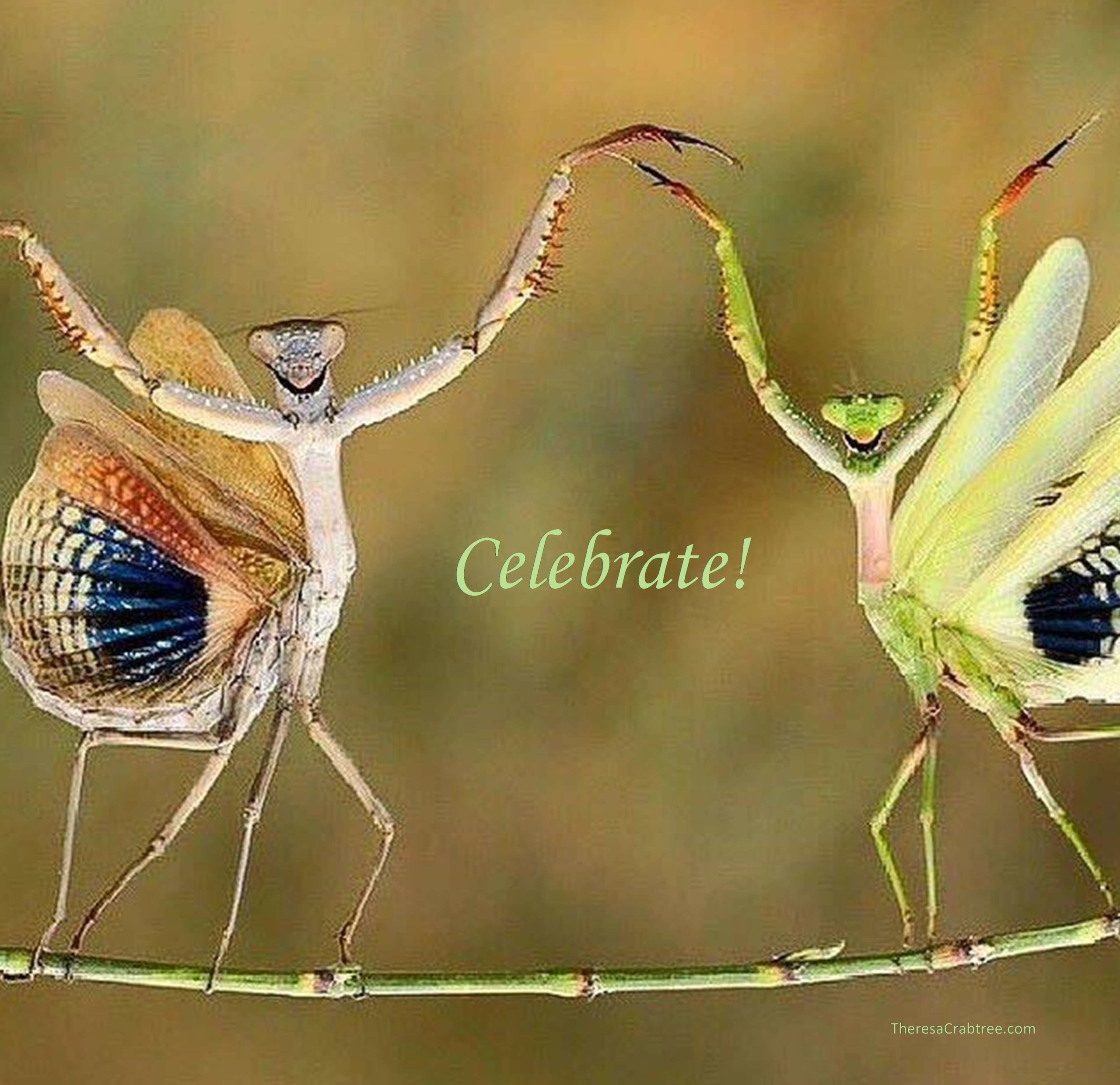 Read more about the article Celebrate!