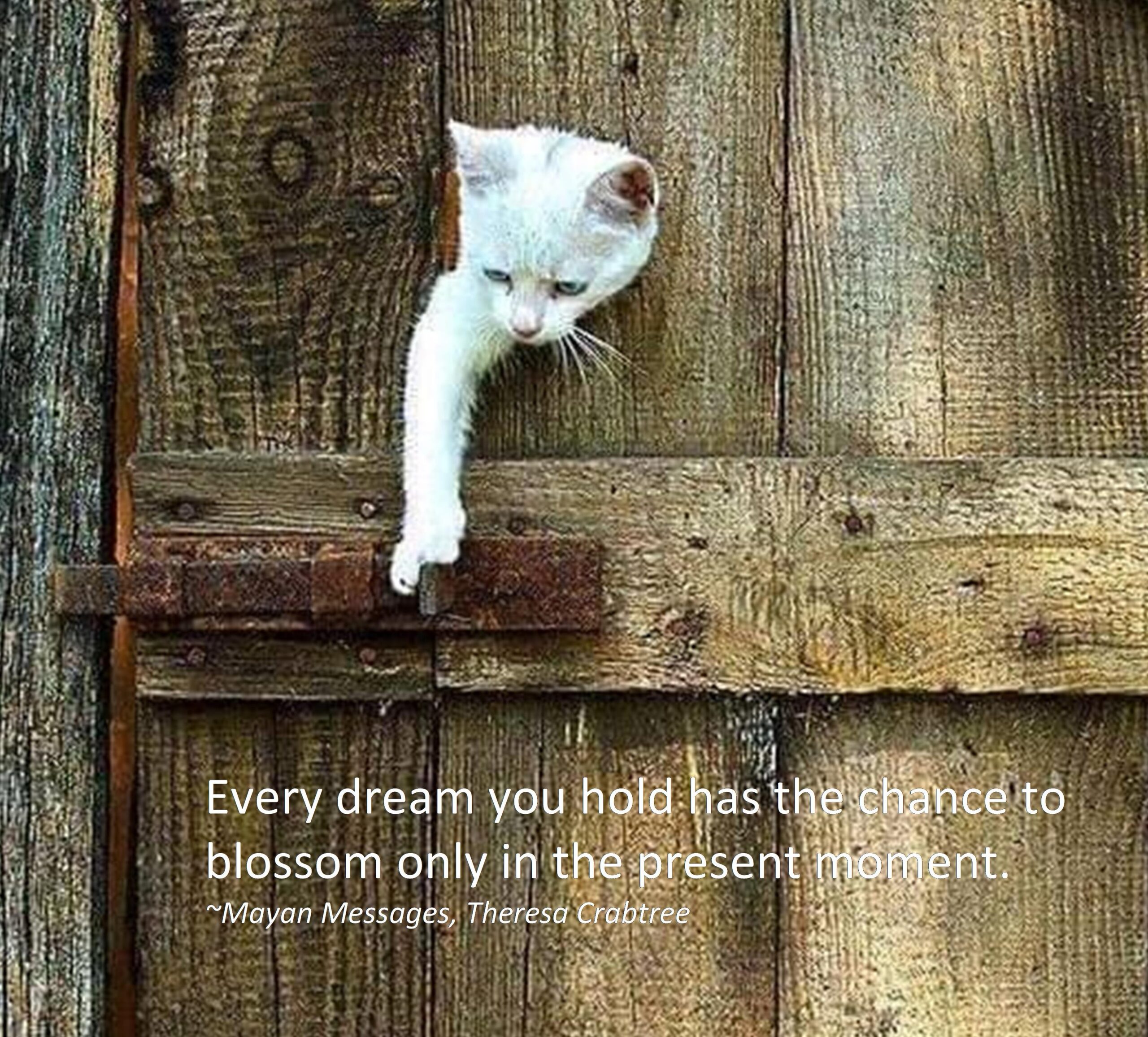 Read more about the article Dream