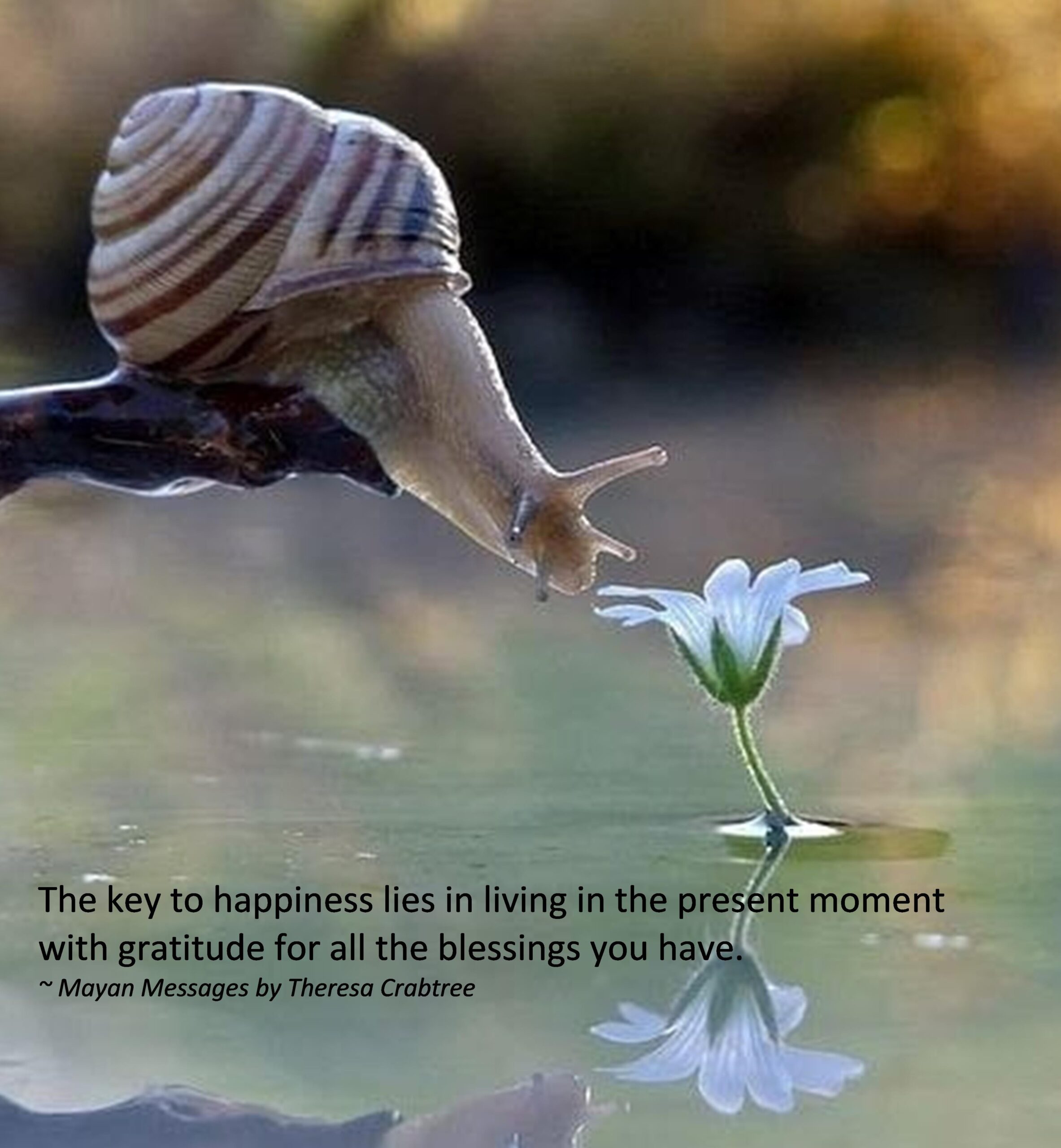 Read more about the article Happiness