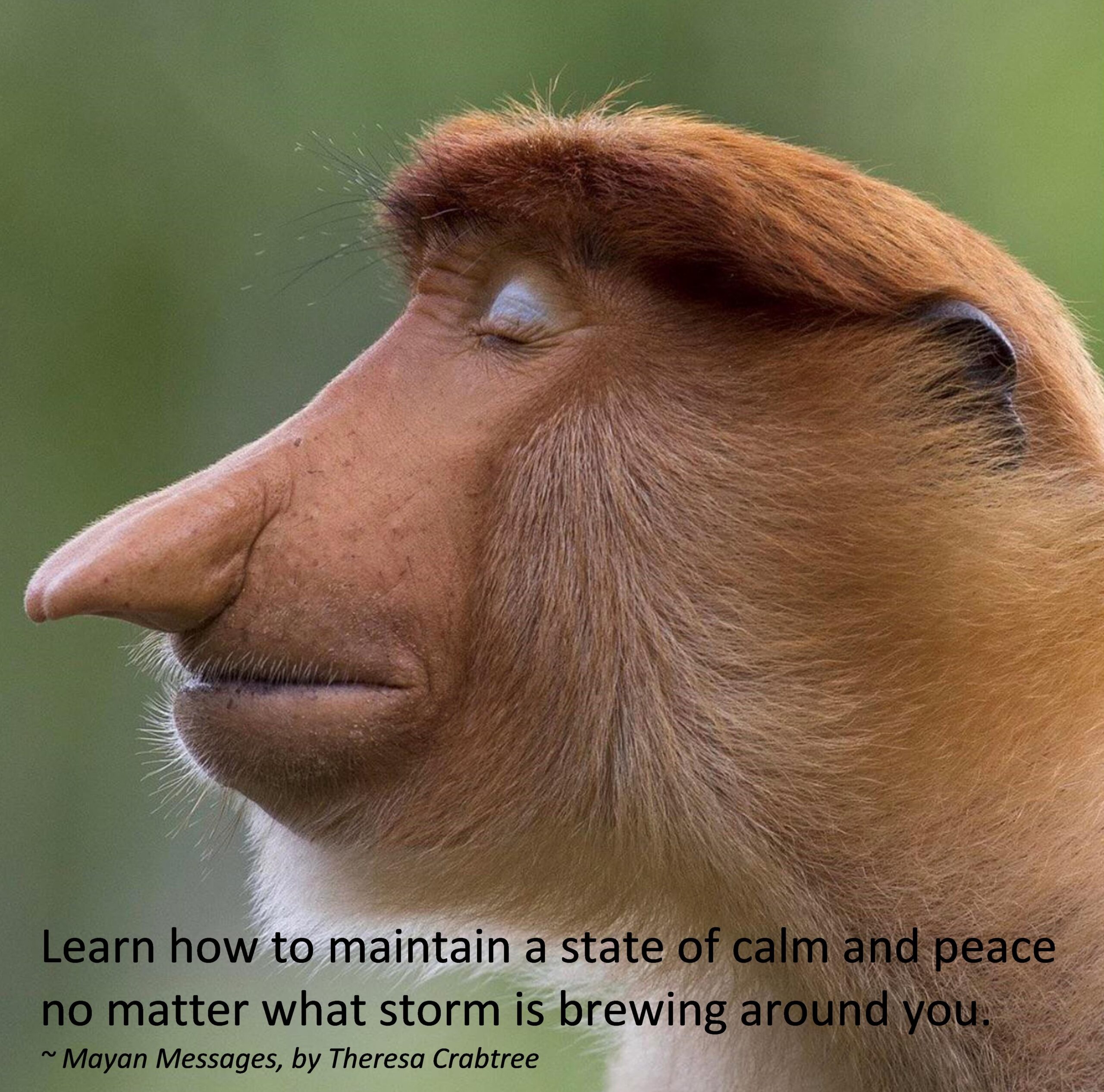 Read more about the article Calm in the Storm