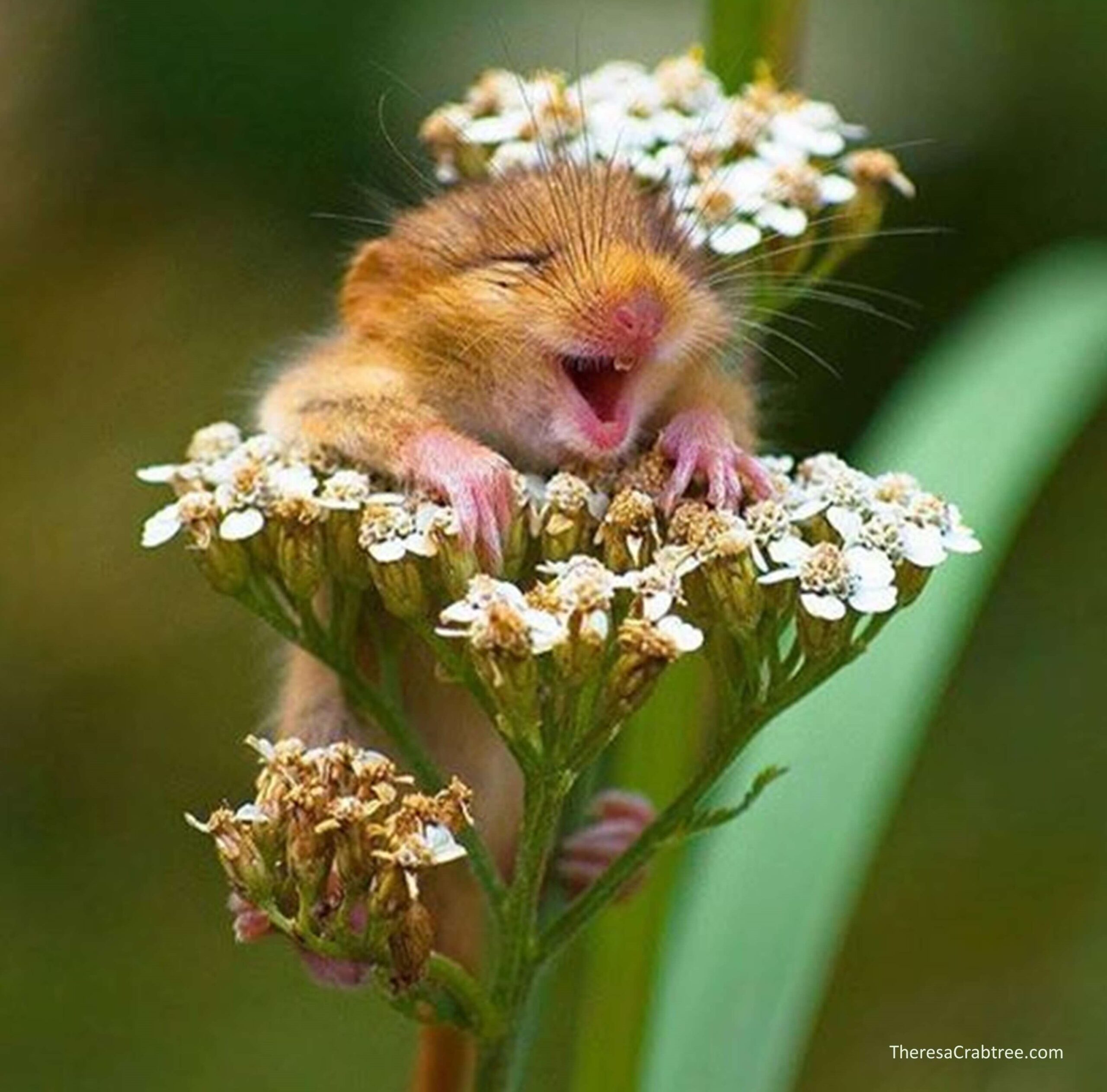 Read more about the article Joy Meditation