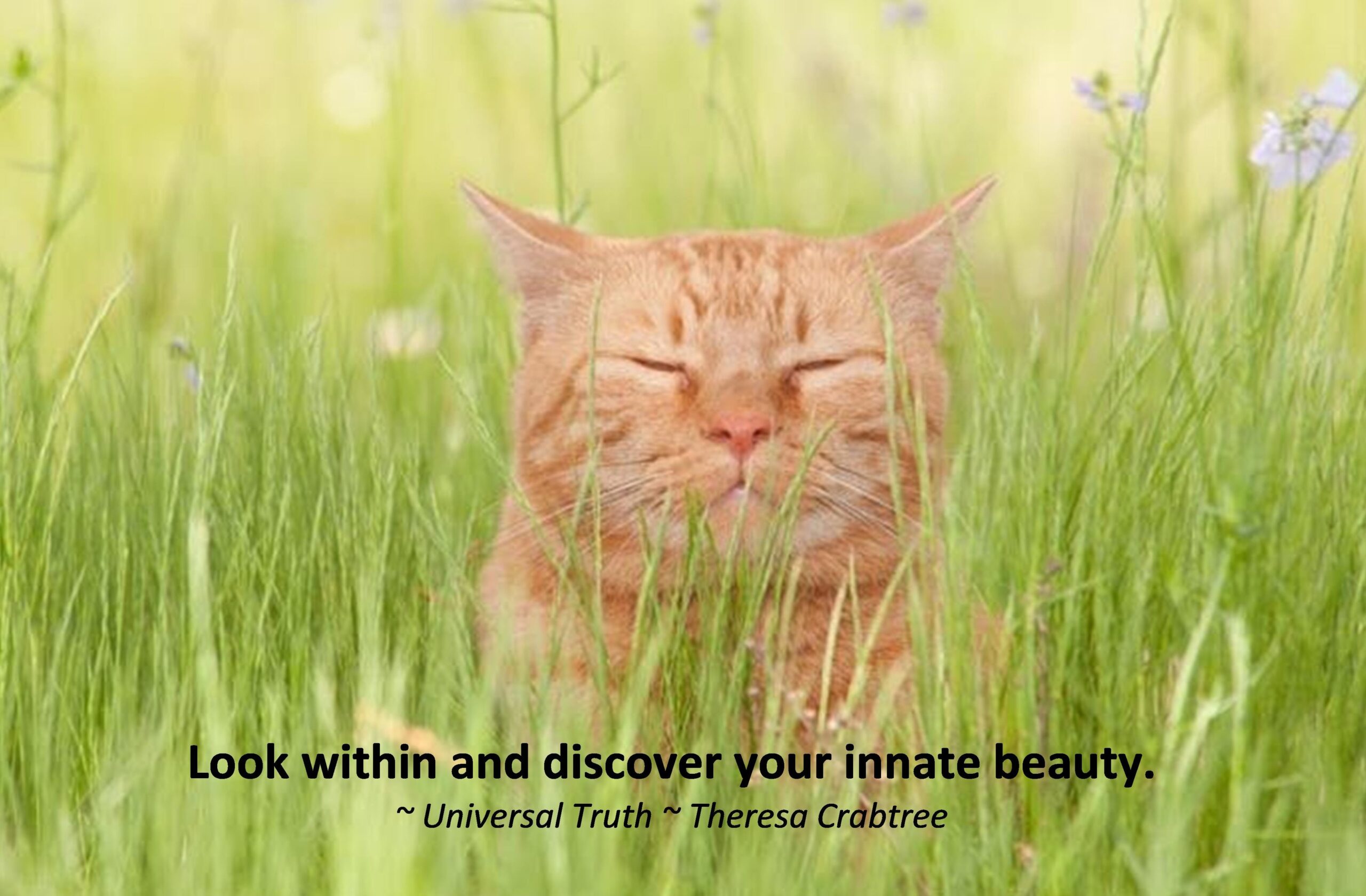 Read more about the article Look Within