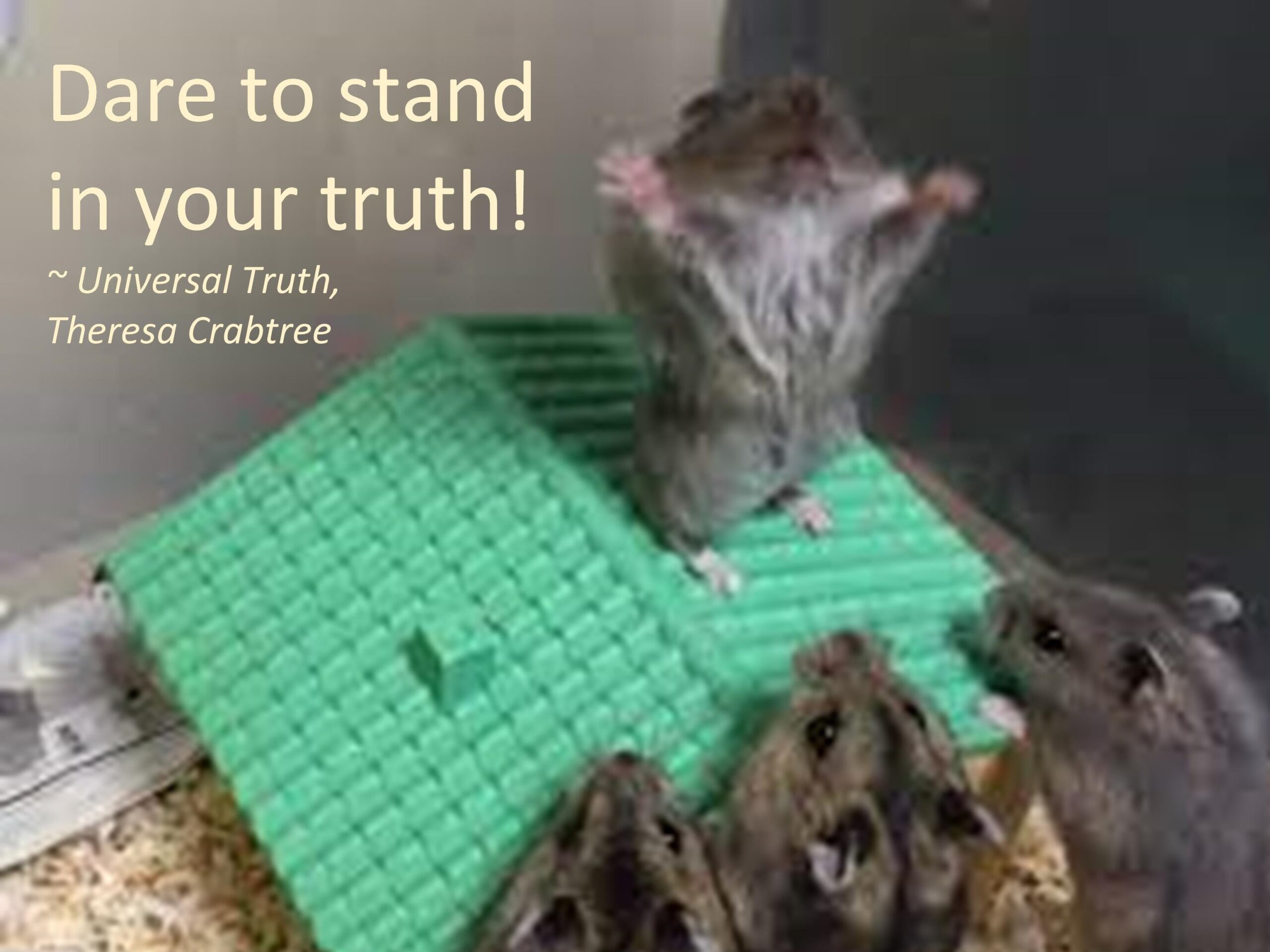 Read more about the article Truth