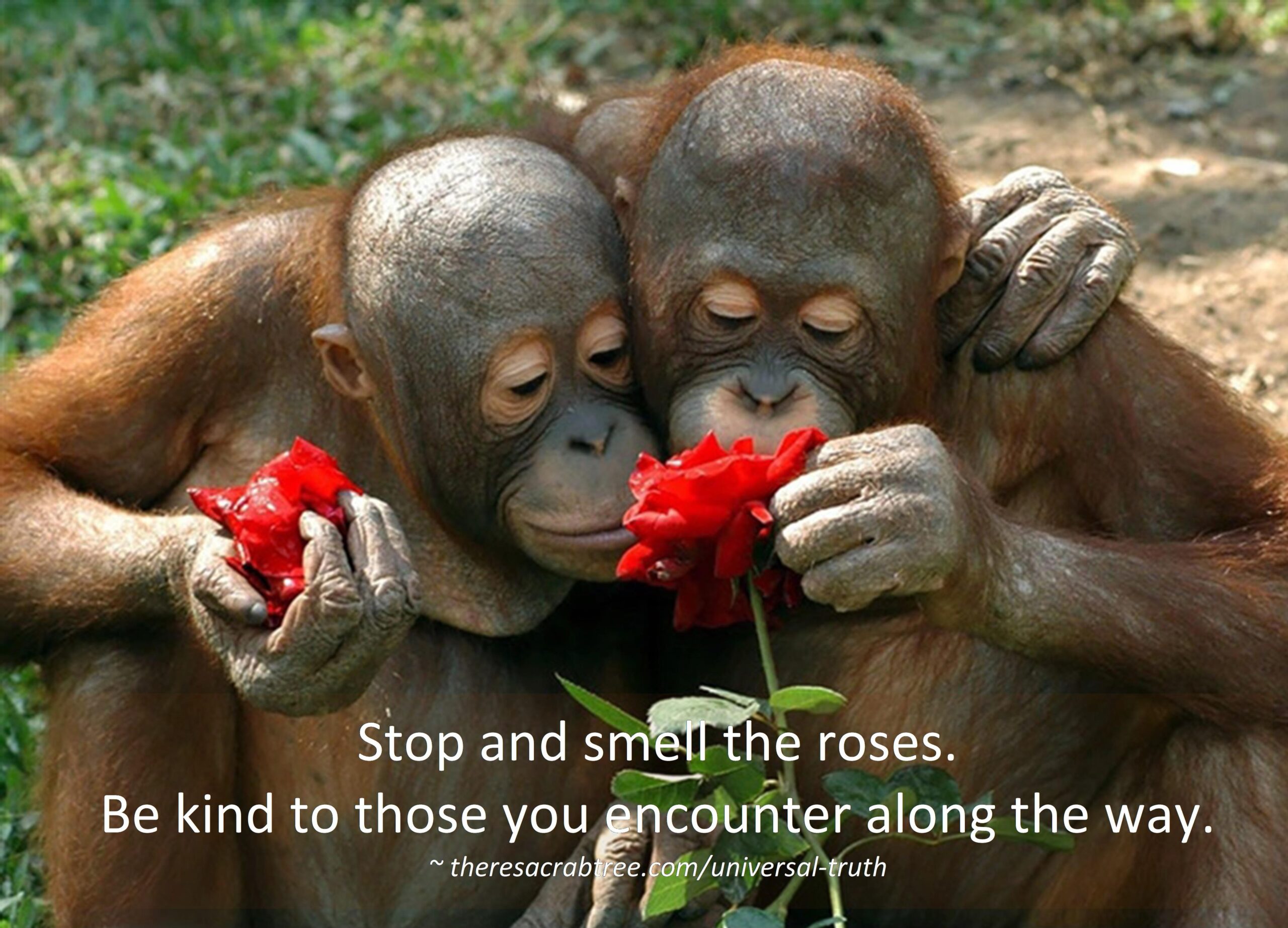 Read more about the article Stop and smell the roses