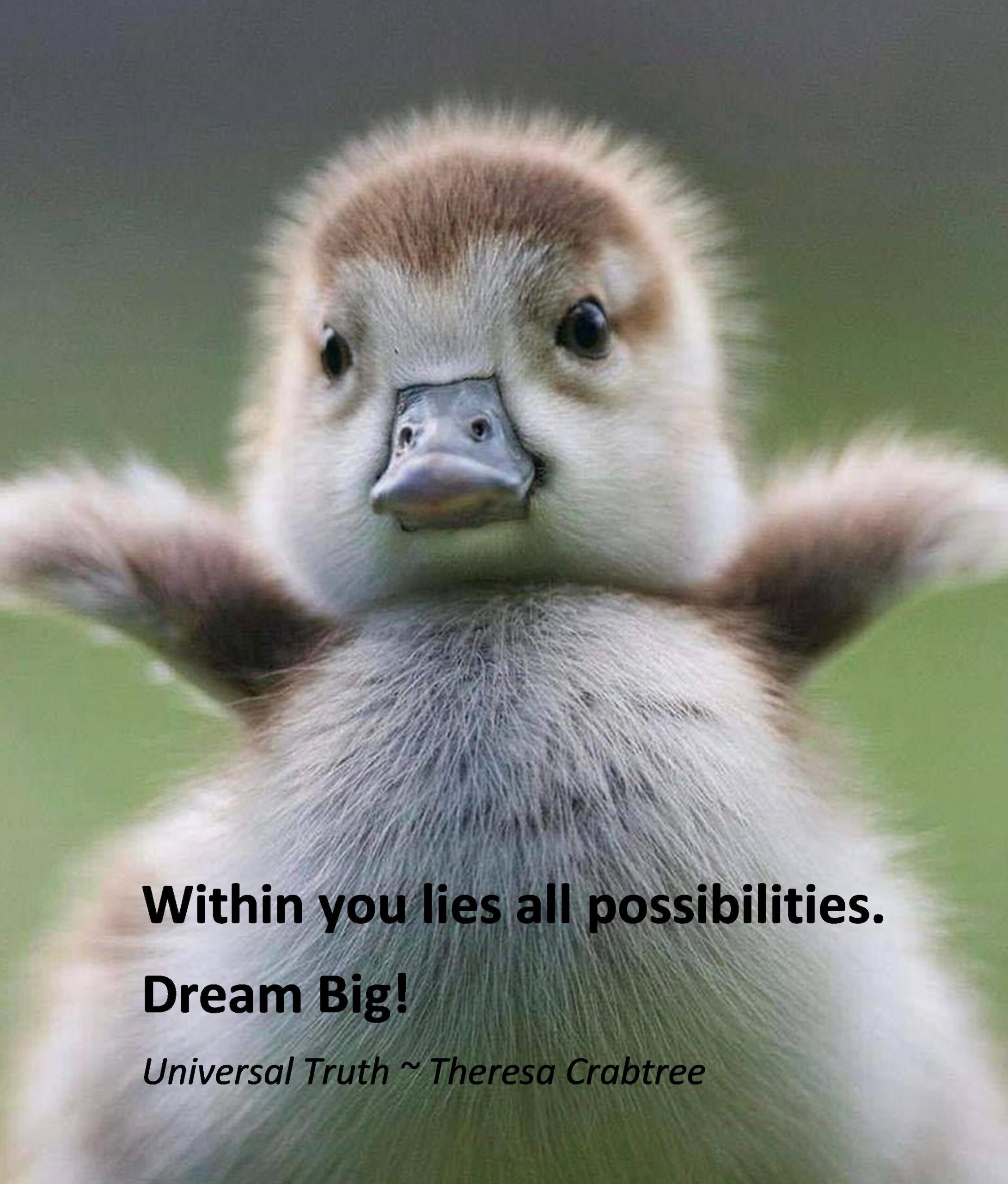 Read more about the article Dream Big!