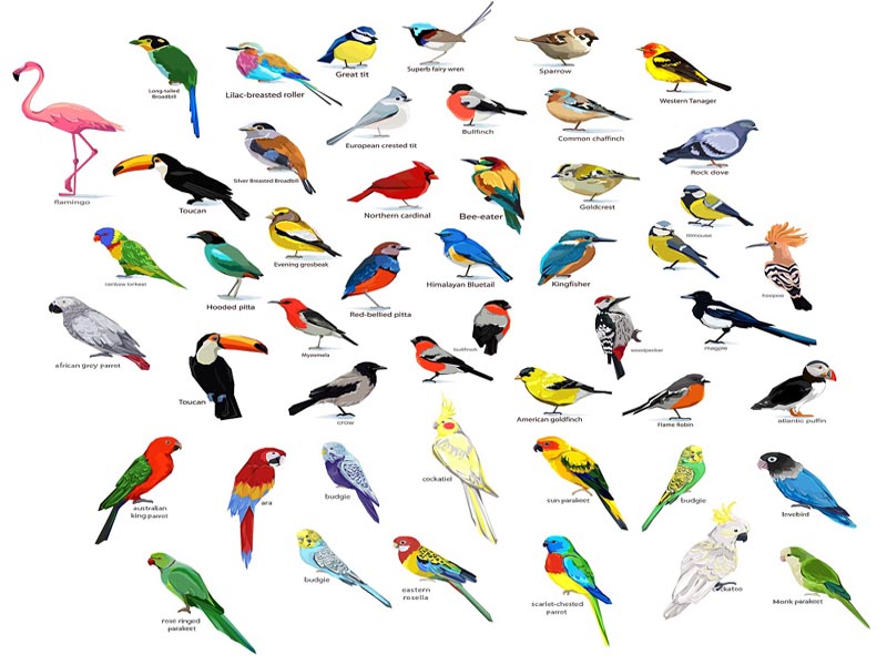 Read more about the article What bird are you?