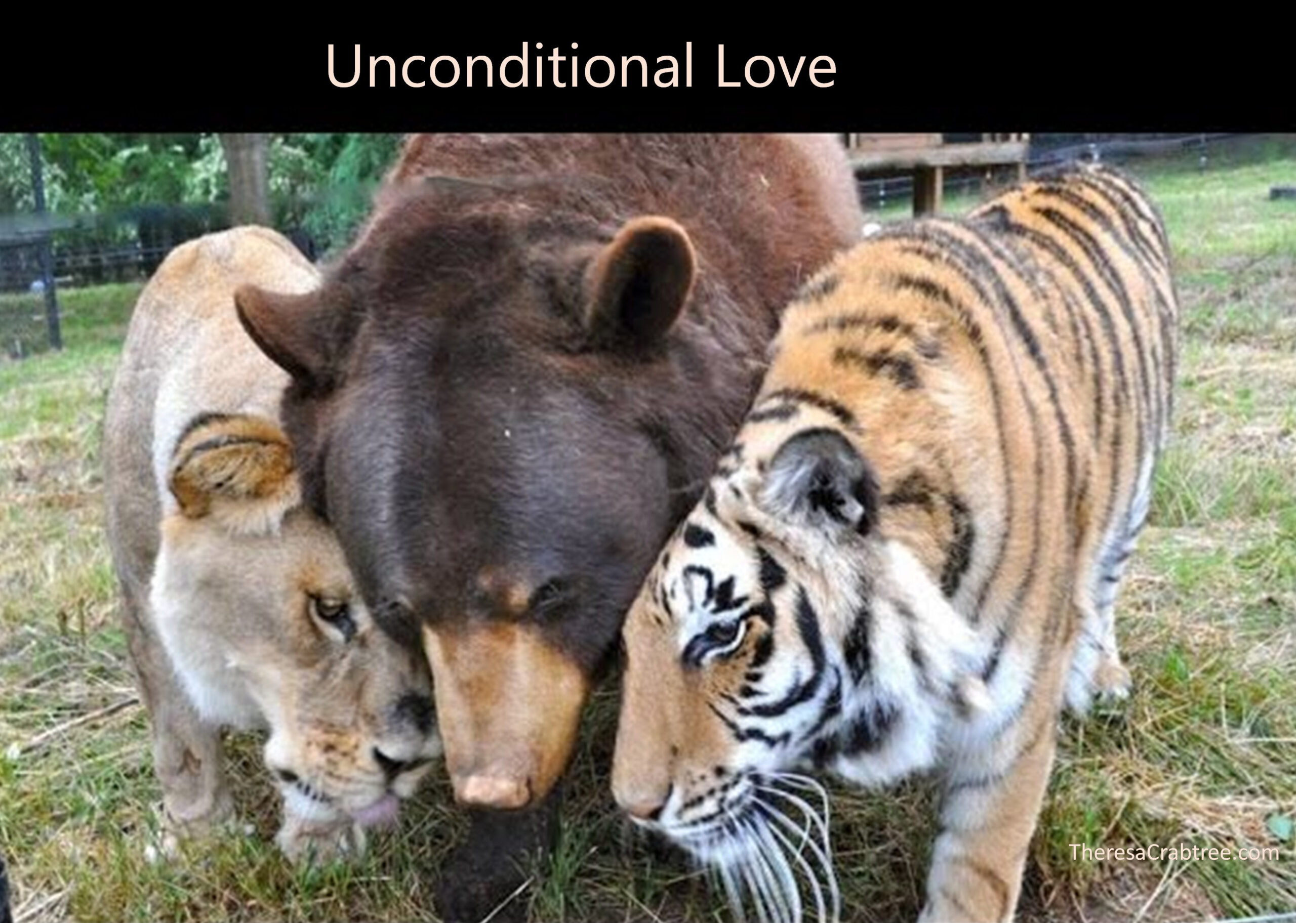 Read more about the article Unconditional Love